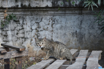 ミャンマーの猫