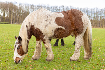 Typical Friesian white and brown horse with markings in its fur coat skin in green meadow grazing