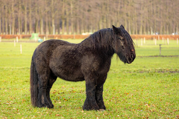 Large black Friesian horse in meadow with long almost dreadlock manes standing still with woodland...