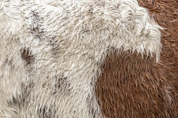 Spots and markings in the coat of a Friesian horse with texture and detail of the white and brown rained on wet hairs