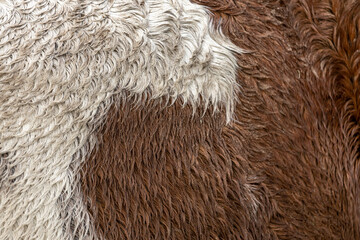 Surface texture macro closeup of the coat of a Friesian horse with detail of the white and brown rained on wet hairs © Maarten Zeehandelaar