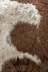Half of a heart shape in the coat of a Friesian horse with texture and detail of the white and brown rained on wet hairs