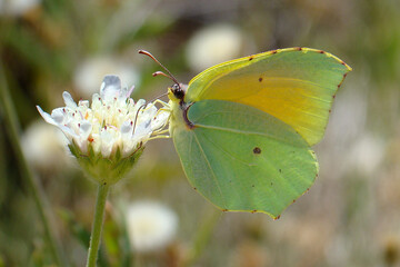 Cleopatra (Gonepteryx cleopatra), male