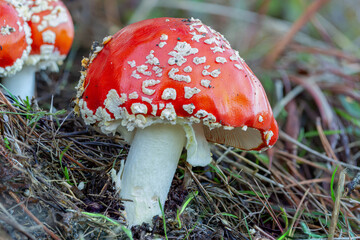 Amanita muscaria growing in a pine tree forest