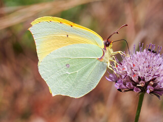 Cleopatra (Gonepteryx cleopatra)