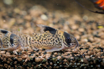Ein Schwarzflossen Panzerwels, Corydoras leucomelas in einem Aquarium.