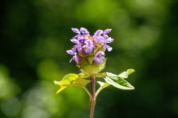 A focused photo of Prunella vulgaris. This plant grows in roadsides, gardens, and waste-places. This photo is from Turkey where is so wealthy about the species of plants.