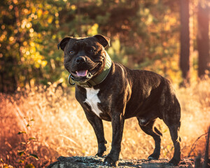 Staffordshire Bull Terrier