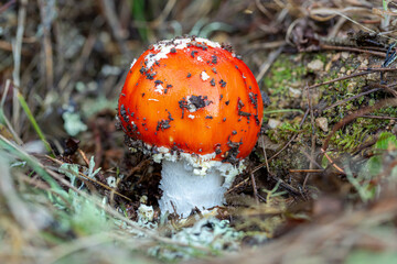 Amanita muscaria growing in a pine tree forest