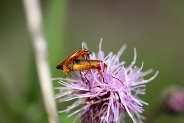 Zwei Käfer bei der Paarung auf einer Mariendistel.