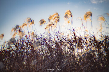 夕暮れススキ