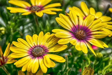 Fototapeta premium garten