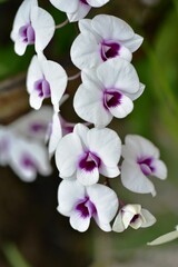 Naklejka na ściany i meble Closeup of orchid flowers beautiful in nature 