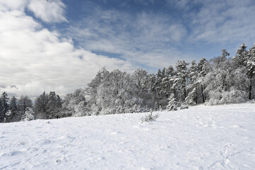Fototapeta na wymiar Wonderful winter landscape showing a row snow covered coniferous trees behind a winter meadow.