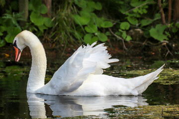 Ein Schwan in seinem Revier einem Teich.