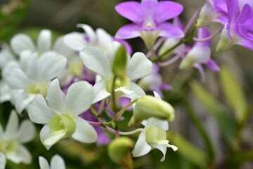 Closeup of orchid flowers beautiful in nature	