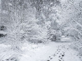 Rural winter snow scene on Wetley Moor, Staffordshire, UK.