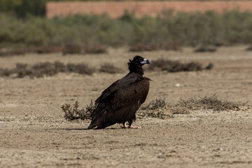 The cinereous vulture is a large raptorial bird