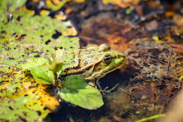 Portrait eines grünen Teichfrosch der sich optisch gut in die Umgebung einpasst.