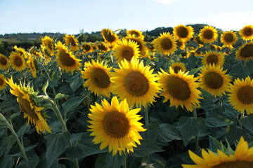 la stagione dei girasoli in toscana