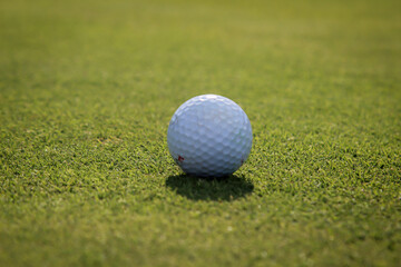 Ein Golfball liegt ruhig auf dem Grün eines Golfplatz.