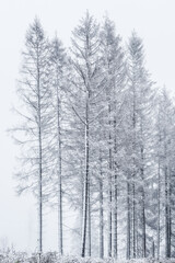 Forest of Spruce Trees in Winter with Fog and Snow