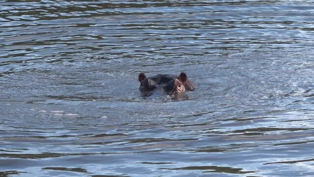 Hippopotamus (Hippopotamus amphibius) shaking its head whilst in water, Queen Elizabeth National Park