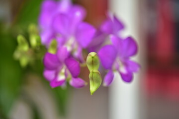 Colorful flowers in nature.flowers in the garden.Flower Blooming in the Suan Luang Rama IX Park.	