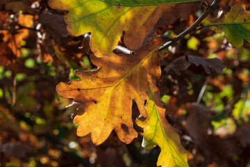 Eichenblätter mit schönster Herbstfärbung im Sonnenschein.