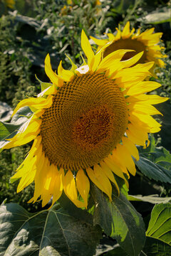Sonnenblumen die auf einem Feld wachsen recken ihre Blütenkürbe Richtung der Sonne.