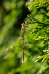 Eine Kleinlibelle hält sich an einer Konifere fest.