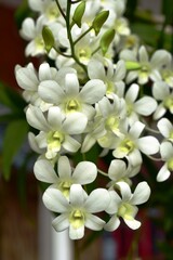 Obraz premium Closeup of orchid flowers beautiful in nature 