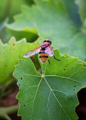 Eine Nahaufnahme einer Fliege auf einer Pflanze.