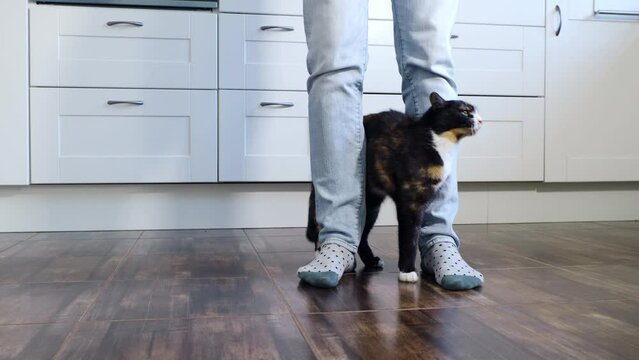 Domestic life with pet. Cat welcome his owner (young man) at home.