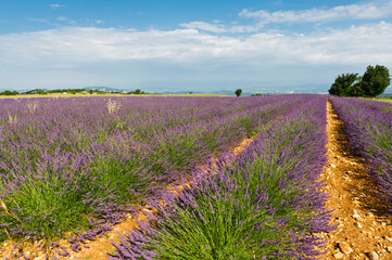 Lavender field, Valensole Plain, Provence, France