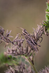 Eine Makroaufnahme eines gut getarnten Grashüpfers.