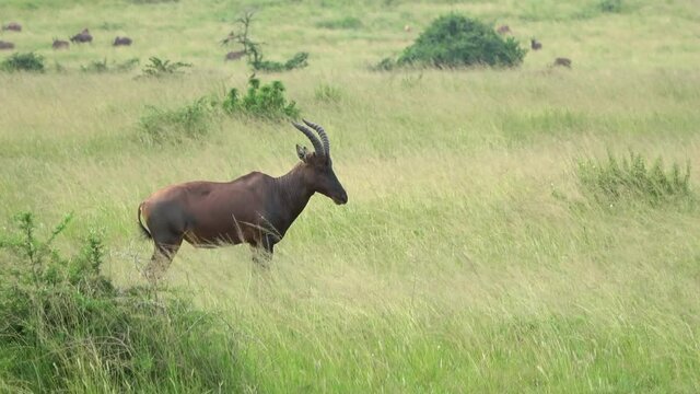 Common tsessebe (Damaliscus Ugandae) grazing in its natural environment, Queen Elizabeth national park.