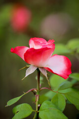 Portrait einer rot weißen Rosenblüte.