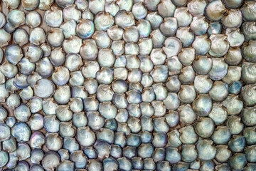 shells as decorative backgound texture, seen on the polynesian Island of Raiatea