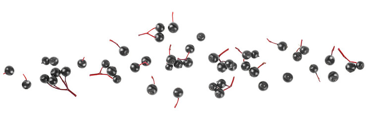 Top view of fresh berries of black elder isolated on a white background. Elderberry fresh fruit. Sambucus.