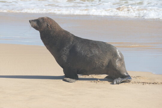 S&uuml;dafrikanische Seeb&auml;r (Arctocephalus pusillus), Robberg Nature Reserve, S&uuml;dafrika
