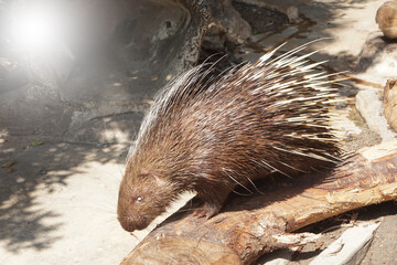 Malayan Porcupine (Hystrix brachyura ) or East Asian Porcupine, is one of the largest of Southeast Asia's seven species of porcupine.
