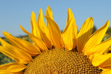 la stagione dei girasoli in toscana