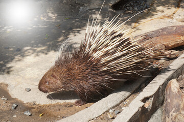 Malayan Porcupine (Hystrix brachyura ) or East Asian Porcupine, is one of the largest of Southeast Asia's seven species of porcupine.