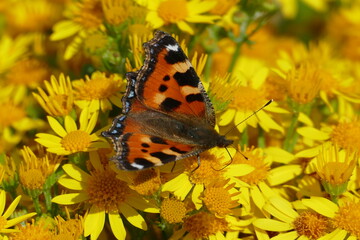 Butterfly on yellow flowers - Nature - Small Tortoiseshell