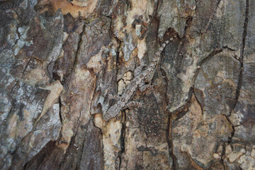 The lizard is camouflaged in the bark. Crypsis or Camouflage of lizard.
