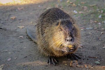 Ein Nutria oder auch Bisamratte am Ufer eines Fluss.