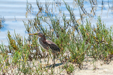 Green Heron (Butorides virescens) in Bolsa Chica Ecological Reserve, California, USA