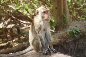 Monkey sitting to sunbathe on a big branch.