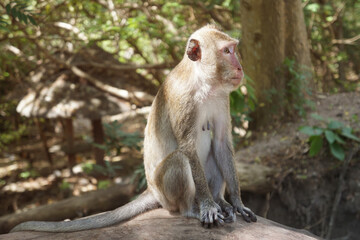 Monkey sitting to sunbathe on a big log.